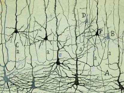 El autor valora  la extraordinaria información científica  que contienen los dibujos de Ramón y Cajal, que supusieron el origen de la neurociencia moderna