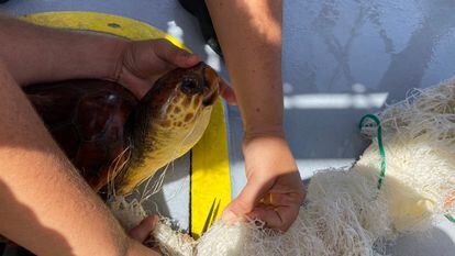 Una tortuga atrapada en una red de pesca.