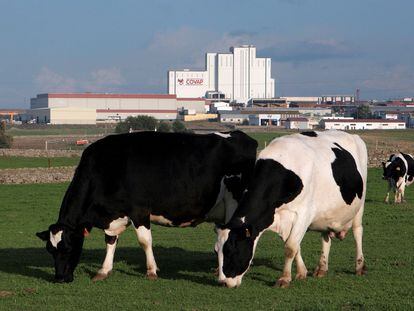 Tres vacas lecheras, con la planta láctea de Covap.