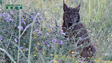 Litio, el lince que en 2018 cruzó la Península de punta a punta, en Barcelona.