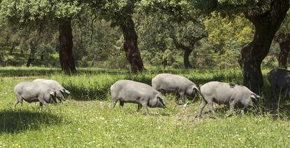 Cerdos ib&eacute;ricos en una dehesa de Burguillos del Cerro, Badajoz.