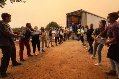 Un grupo de vecinos hace una cadena humana para ayudar frente al incendio en Navalmoral de la Sierra (Ávila).