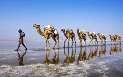 Una caravana de sal en la depresesi&oacute;n de Danakil, al norte de Etiop&iacute;a.