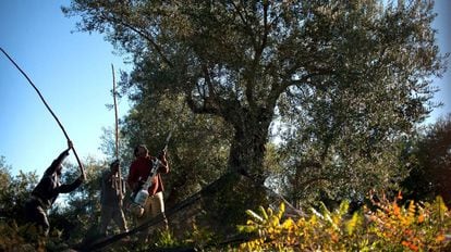 Jornaleros recogiendo aceituna en Ronda (Málaga).