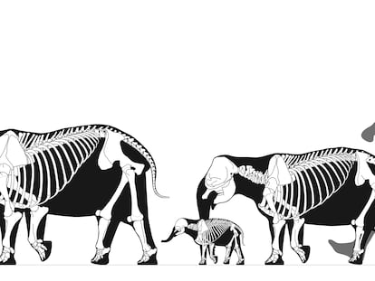 Comparativa de tamaños entre un elefante enano de SIcilia (macho adulto, una hembra y una cría de la especie) y un humano.