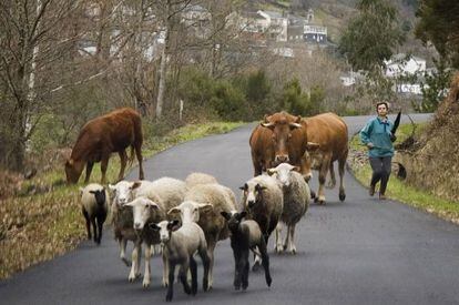 Una mujer pastorea el ganado en Caurel (Lugo) en febrero de 2007.
