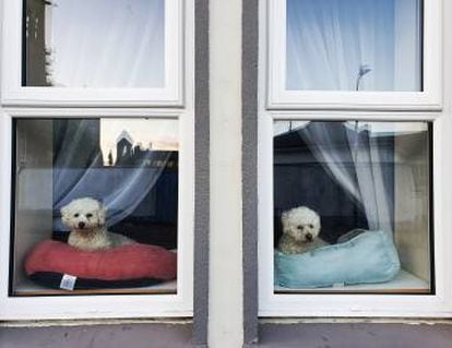 Dos perritos en una casa de la localidad de Letterkenny.