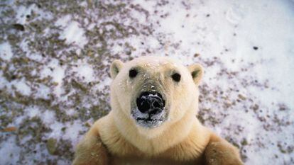 Ver a un oso polar de cerca asusta.