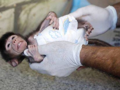 Un bebé de babuino es alimentado en un zoo de Cisjordania.