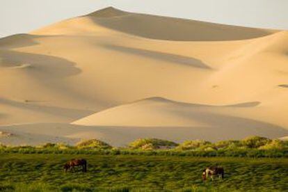 Caballos antes las dunas de Khongoryn Els (Mongolia).