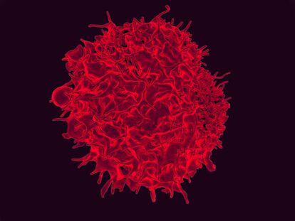 Micrografía electrónica de barrido coloreada de un linfocito T.