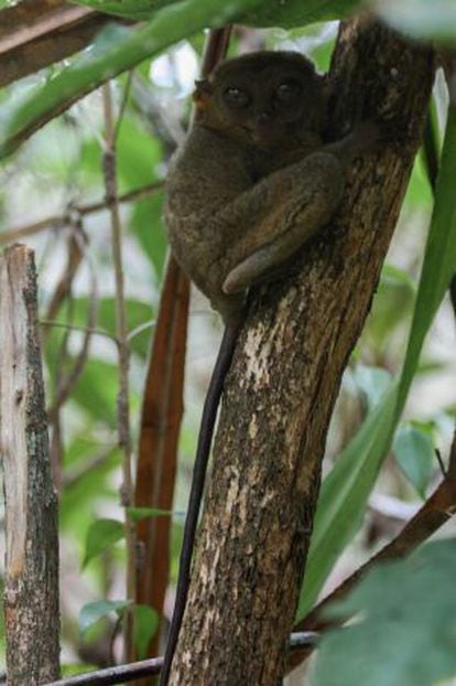 Un tarsier filipino amenazado encaramado a un arbol.