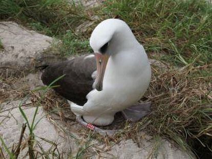 La hembra de albatros &#039;Wisdom&#039;, con su huevo.