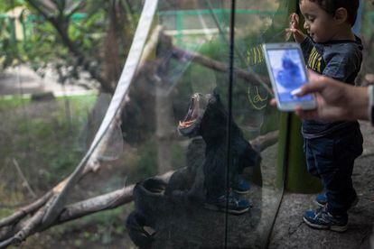 Los zoológicos de Chapultepec y de San Juan de Aragón reciben todos los días decenas de visitantes que acuden a mirar a los animales.