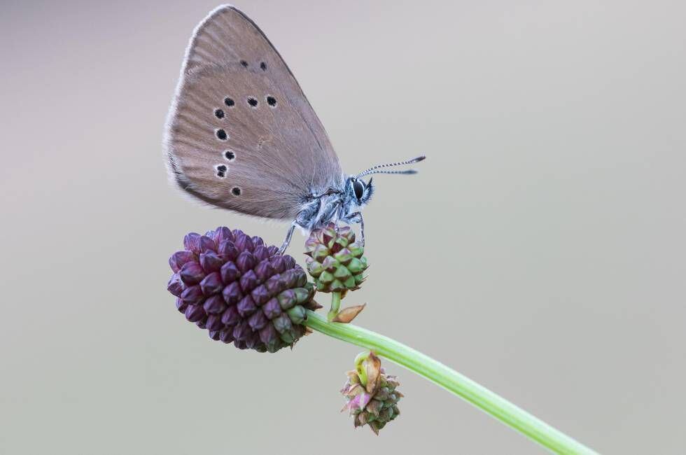 Las orugas de la mariposa 'Phengaris' (en la foto) emplean la “estrategia del cuco” para infiltrarse en los nidos de hormigas.