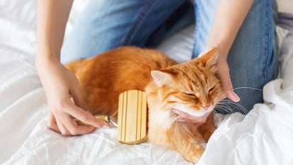 An accessory that allows you to remove your cat's hair in a simple way.  GETTY IMAGES.