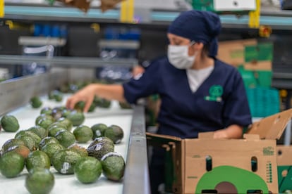 Un trabajador empaca aguacates en una planta de Morelia en 2022.