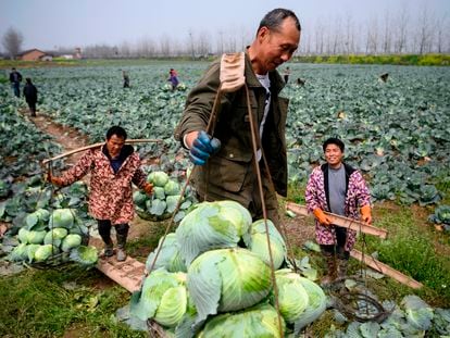 Campesinos recolectan coles en Huarong, provincia de Hunan, en la frontera con Hubei, el pasado 5 de marzo.