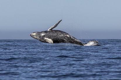 Una ballena jorobada saltando en las aguas del Océano Pacífico, el pasado 14 de marzo.