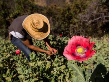 Cultivador de amapola en la sierra de Guerrero en 2016