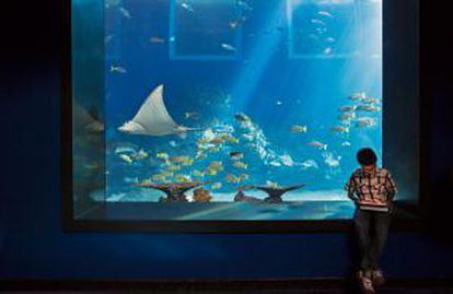 Oceanario del Marine Life Park, en la isla de Sentosa, en Singapur.