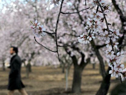 Los almendros florecen en el parque de la Quinta de los Molinos.