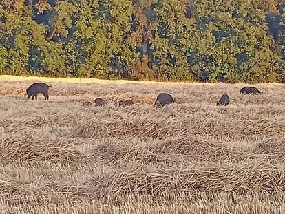 El Govern declara la emergencia cinegética en los macizos de Rocacorba y las Gavarres (Girona).