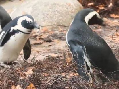 Los dos papás pingüino de Holanda.