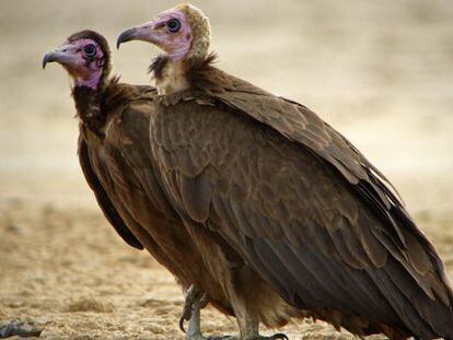 &#039;Necrosyrtes monachus&#039;, que se distribuye por las sabanas del &Aacute;frica subsahariana.