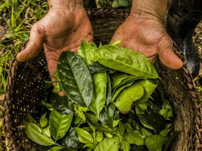Hojas de guayusa, una planta originaria de la Alta Amazonía que se consume desde hace más de mil años por sus propiedades energéticas, antioxidantes y antiinflamatorias.