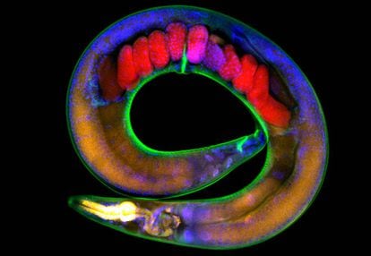 Imagen de un gusano 'Caenorhabditis elegans' como los empleados en el experimento