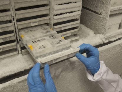 Un sanitario sostiene una caja con varias muestras del banco de sepsis