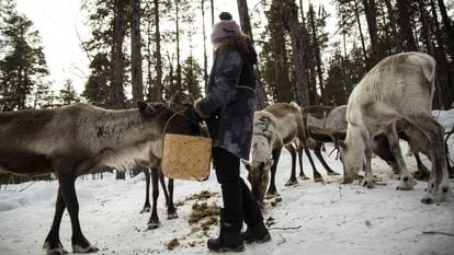 Una niña sami da de comer a un grupo de renos en Laponia (Finlandia).