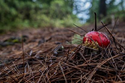 El hongo amanita muscaria, uno de los hongos no comestibles por su alto nivel de toxicidad para el ser humano. 