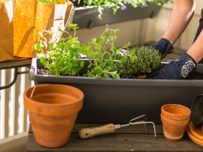 Permiten crear mini-jardines personalizados, equipando el interior con distintas variedades de plantas o macetas. GETTY IMAGES.