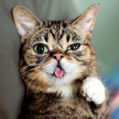 Una de las mascotas más populares en Internet, Lil BUB, tiene 1.5 millones de fans en Facebook.