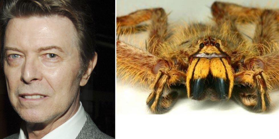David Bowie y la araña Heteropoda davidbowie.