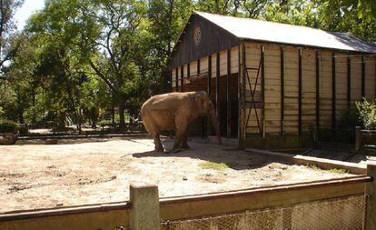 La elefanta Pelusa, en el zoológico de La Plata.