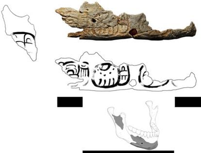 Fragmento del cráneo trofeo de Pacbitun. 
