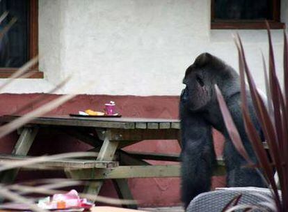 El gorila <i>Bokito,</i> en el zoo de Rotterdam tras escapar de su recinto el pasado viernes.