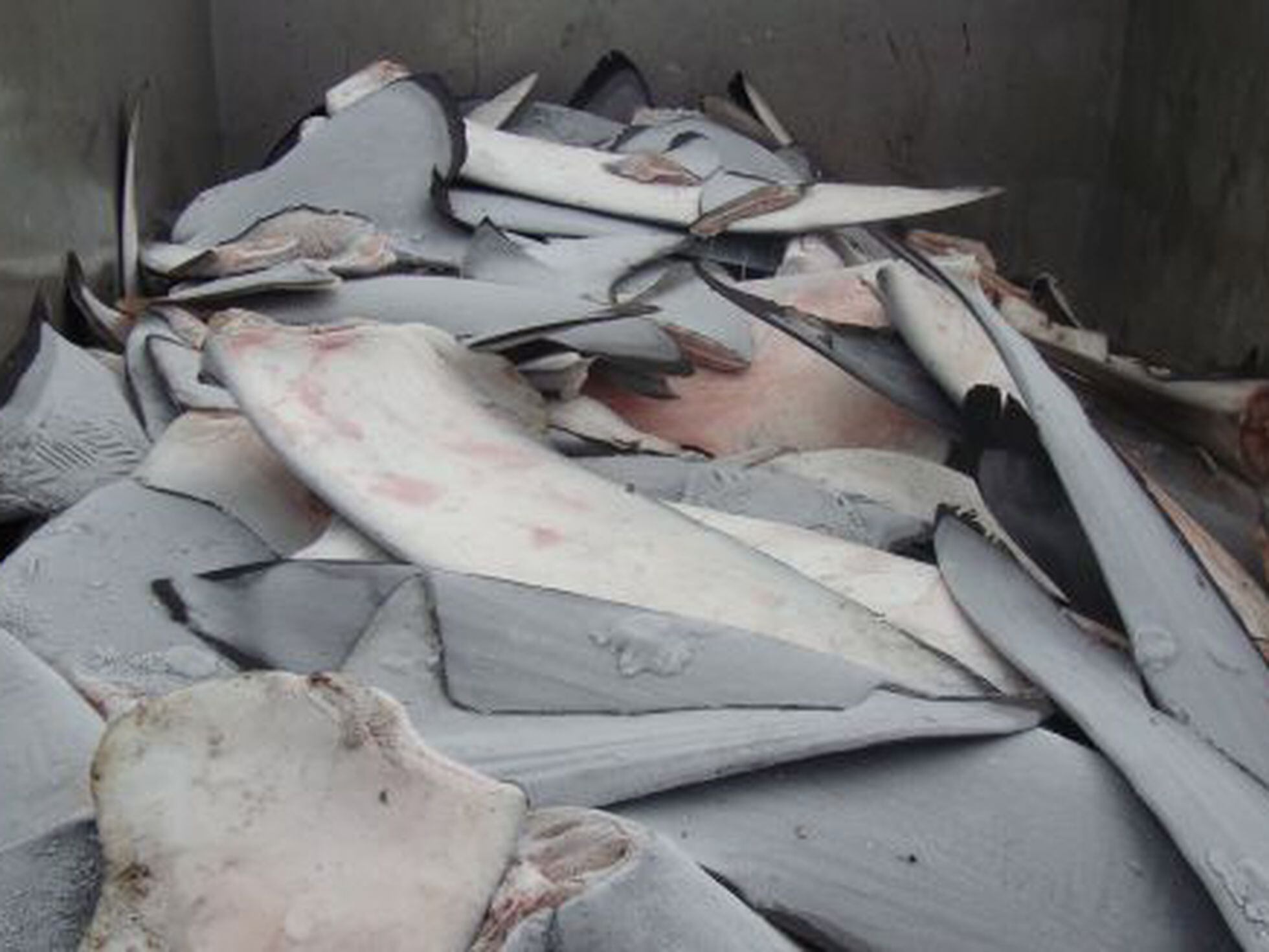 Mona Lisa bádminton Agua con gas La UE blinda la prohibición de cortar las aletas de tiburones | Sociedad |  EL PAÍS