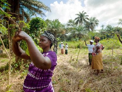 Un grupo de mujeres agricultoras de Guinea.