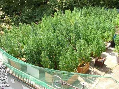 Una de las plantaciones de marihuana en una terraza.