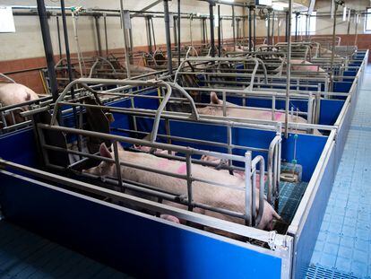 Una instalación intensiva de ganadería porcina en Fürstenzell (Alemania).