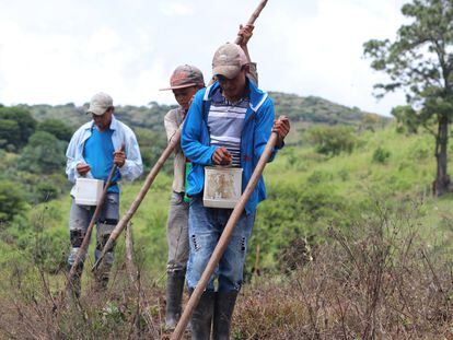 Agricultores en la región de Yoro (Honduras), históricamente uno de los mayores centros de producción de maíz y frijoles de Honduras.