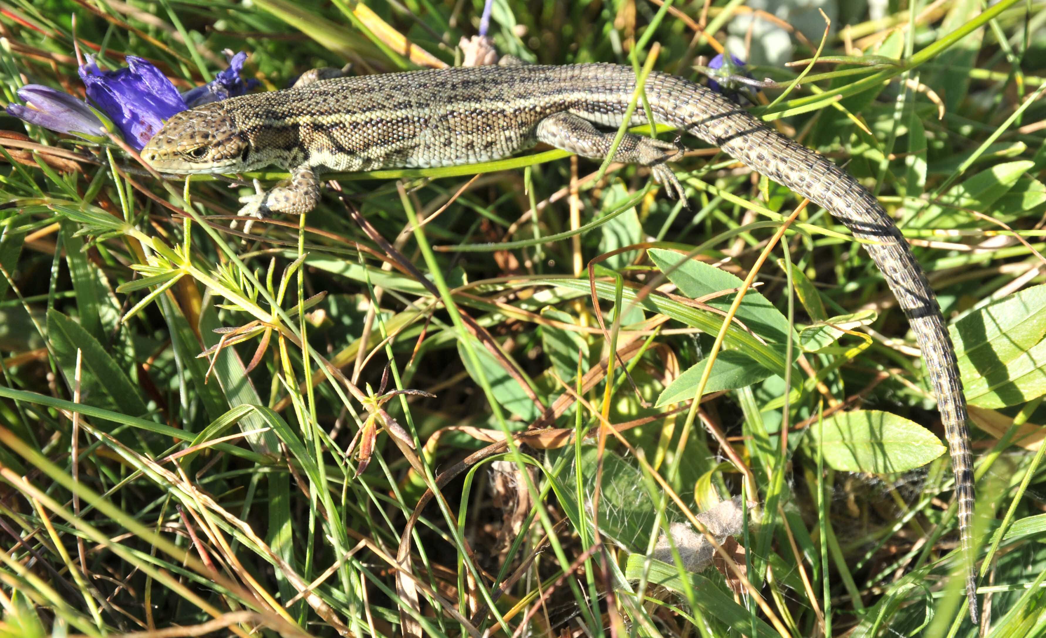 Una lagartiga de turbera 'Zootoca vivipara louislantzi' fotografiada en el Pirineo Aragonés.