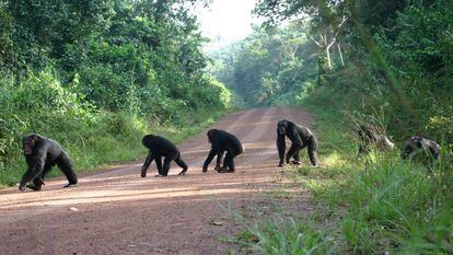 Uno de los mayores inmpactos de la minería lo provocan las infraestructuras para transportar el mineral. En la imagen, un grupo de chimpancés cruza una carretera en Bossou, Guinea.