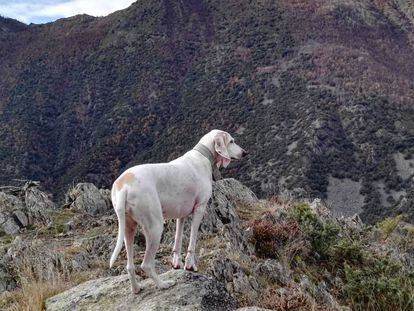 Una perra esterilizada, en la montaña.