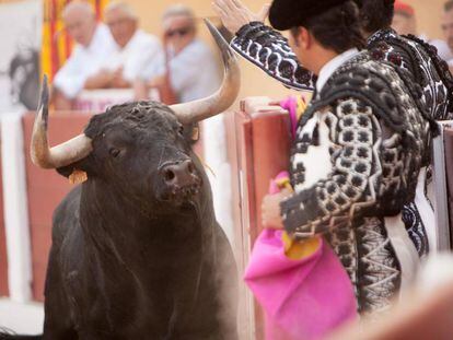 Uno de los toros de Juan Luis Fraile, lidiado en Céret.