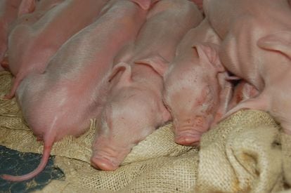 Lechones en una granja de cerdos de Holanda.